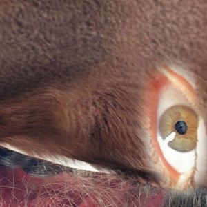 Meet your Posher, Ali-elizabeth